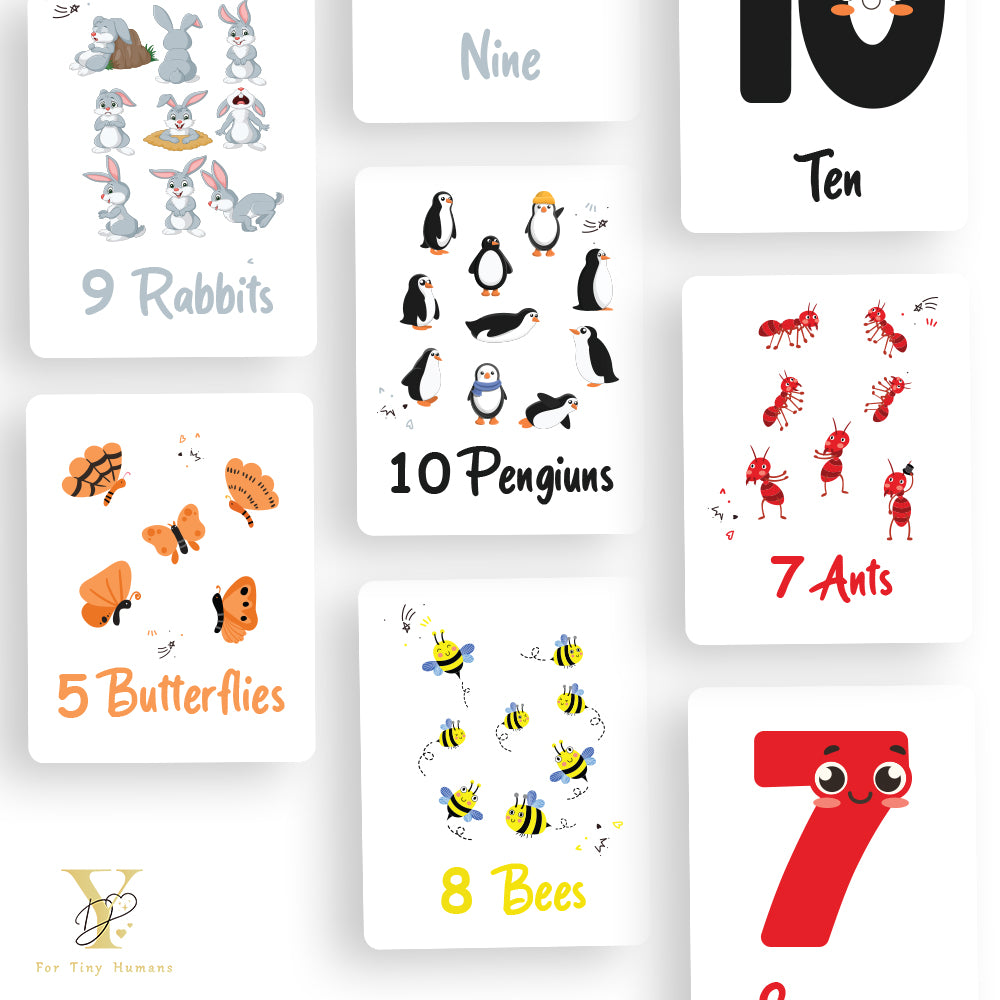 Doodle's Flash Cards Collection- Numbers & Abc