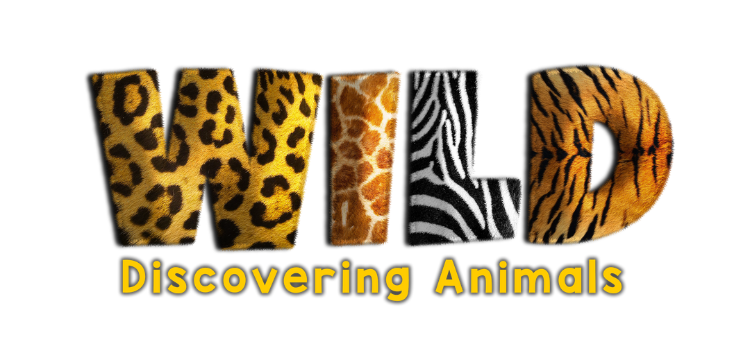 Wild – Discovering Animals