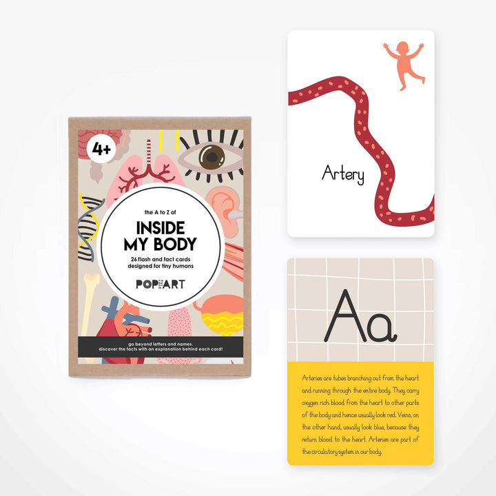 Flash & Fact Cards | Inside My Body